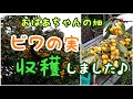 【56】ビワの実を収穫しました♪高枝切りばさみで収穫！