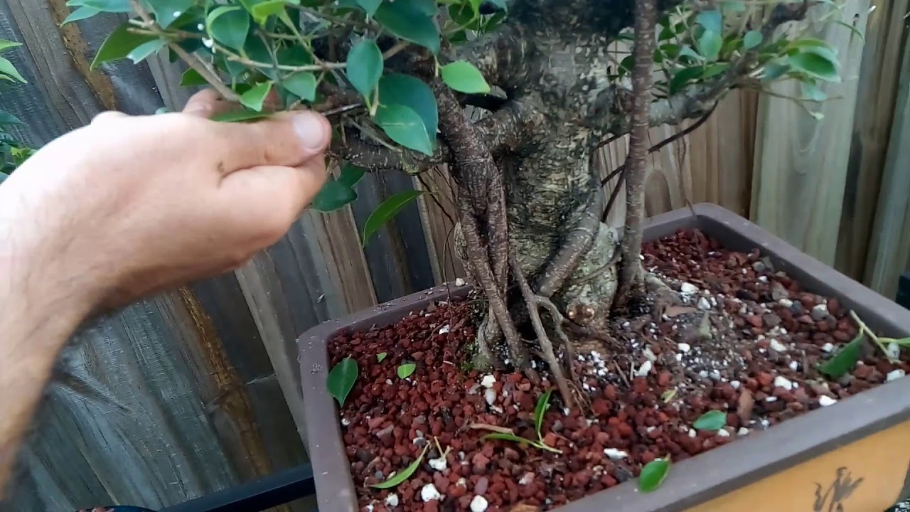 Trimming Very Old Ficus Bonsai Specimen YouTube