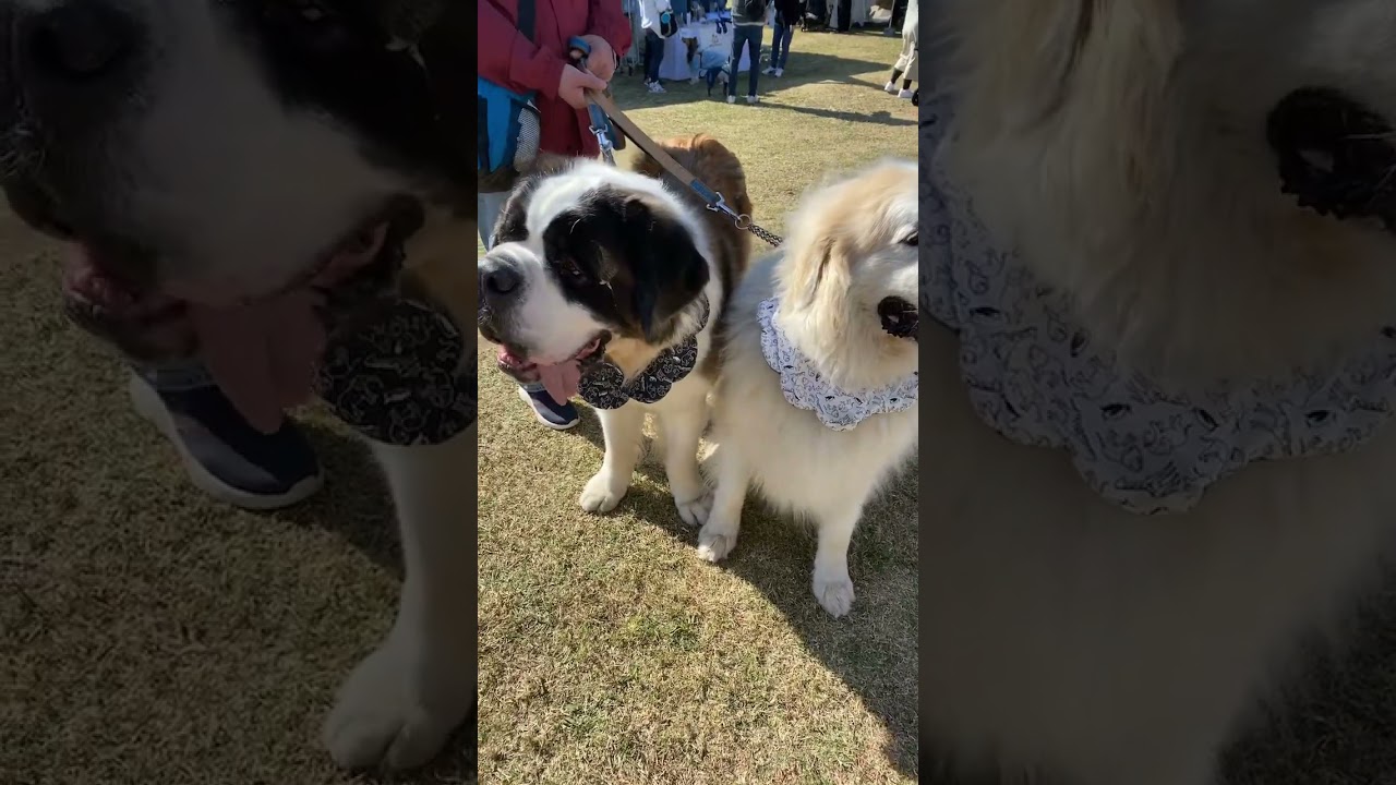 Big Dog events in Tokyo japan pets experience with different types of dogs in a local park on