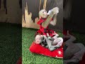 #子猿 #monkey #cute