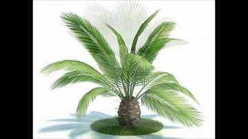 Plant / Tree 3D models| 3ds, max, obj, c4d, lwo