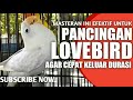 Masteran Ampuhh Lovebird Betina Konslet Doubelan Minor Seputar Dunia Lovebird Mp3 - Mp4 Download