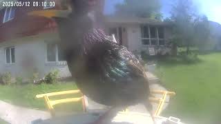 Daily Birdwatching - Netvue Birdfy Birdfeeder Cam - May 12, 2025