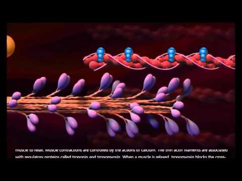 Vidéo: Comment fonctionne la myosine ?