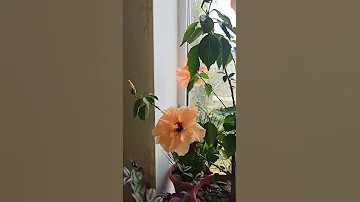 Комнатный гибискус.