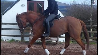 sold - Loughehoe Guy 5 yo mare June 2014 - gridwork - #watervalleysunflower