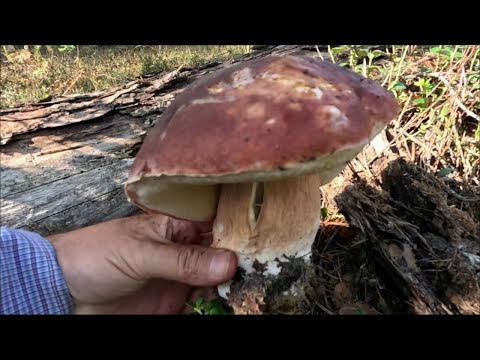 Боровики не отпускают