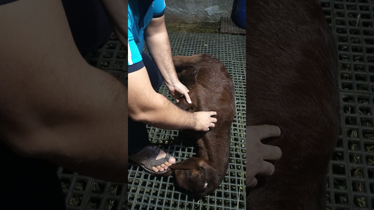 (خلع الكتف فى الماعز والأغنام ) كيفية علاج خلع الكتف وإرجاعه لوضعه الصحيح فى دقيقه واحده