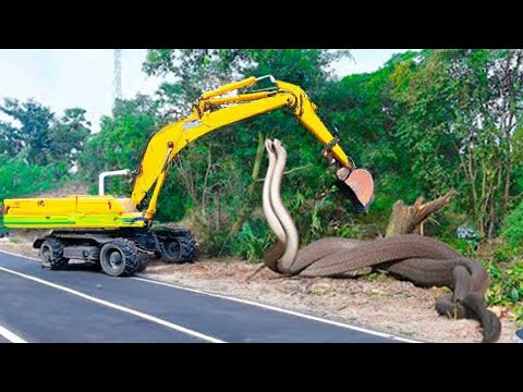 فيديو: أكبر ثعبان على وجه الأرض هو الثعبان الشبكي: وصف للمكان الذي يعيش فيه ، وماذا يأكل ، والحجم والوزن