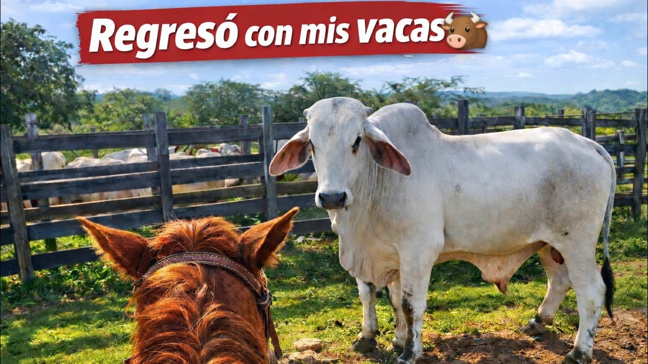 Vendí mi torete… y regresó con mis vacas