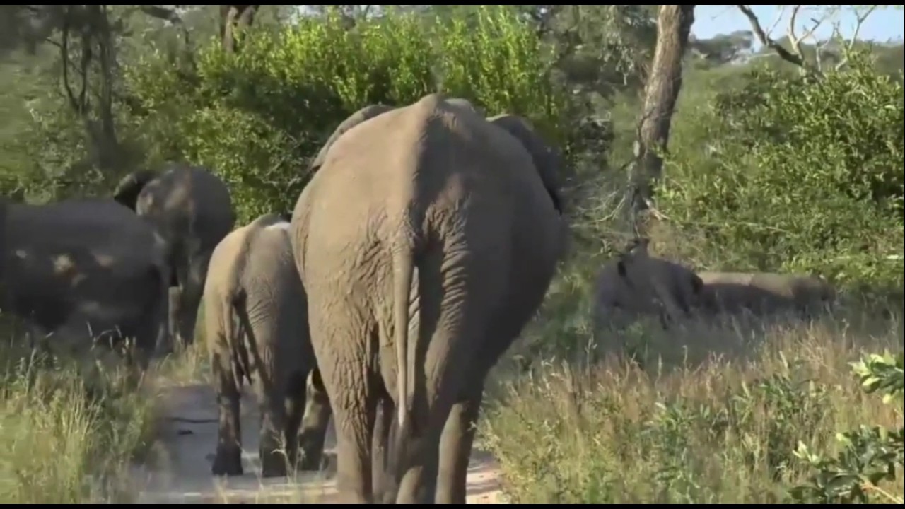 sindile faku April 28, 2017- Sunset- Ellies with their little one with Jamie Paterson
