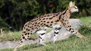 Сервал, или кустарниковая кошка (англ. Serval)
