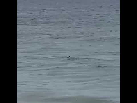 Marlin Swims Close to Shore