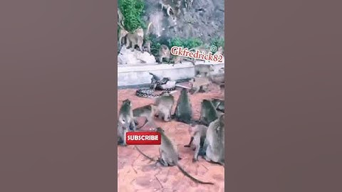 Monkeys Fights back to Python snake #trendingshorts #monkey #monkeylife #python #snakes #snake