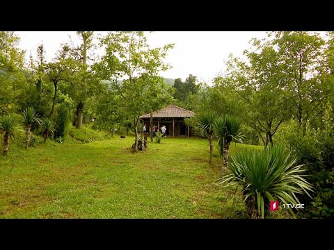 #ახალიკვირა მეგრული კარ-მიდამო