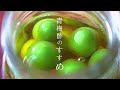 明治の曾祖母から伝わる【青梅 レシピ】今年の試み