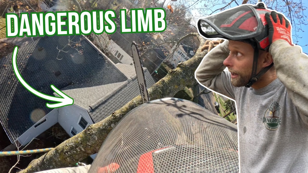 Как мы с помощью снаряжения спилили опасный серебристый клен над домом