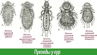 Пухопероеды и куриные клещи, чем с ними бороться? Ивермек или Ивермектин!