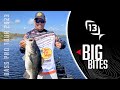 13 biggest bites on the bass pro tour in 2023