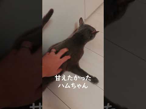 寝る前にパパが顔を出すと猫はこうなる #shorts