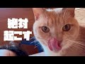 絶対起こしたい猫VS絶対起きたくない私
