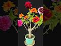 Multi Grafting Hibiscus #hibiscus #Shorts #youtubeshorts #Mita'sgardeningtrick #viralvideo