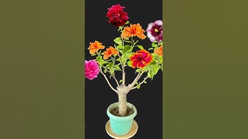 Multi Grafting Hibiscus #hibiscus #Shorts #youtubeshorts #Mita