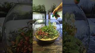 Mantenimiento de terrario de 6 meses #terrario #terrarium #mantenimientoterrario Mantenimiento de terrario de 6 meses #terrario #terrarium #mantenimientoterrario