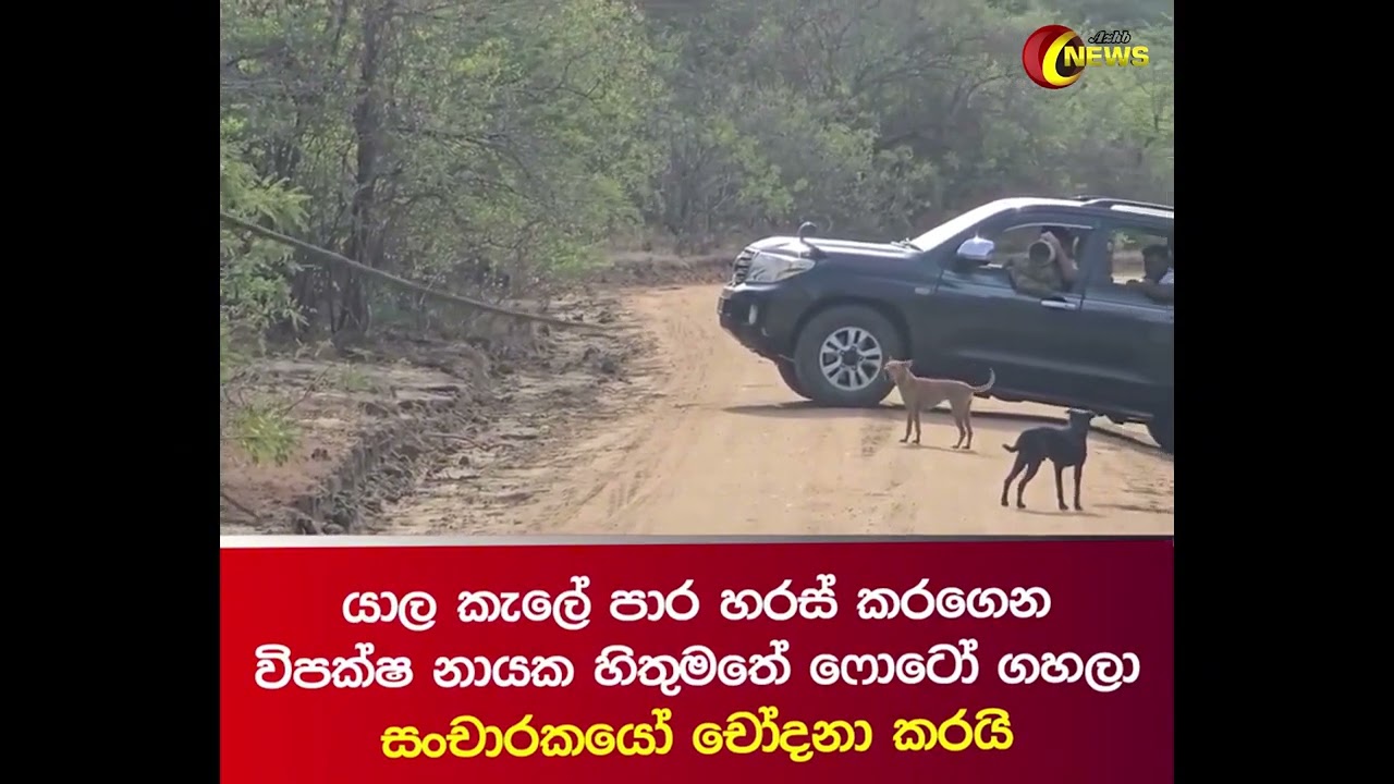 Crossing the road in the Yala forest and taking a photo at the will of the opposition leader