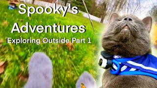 Spooky's Adventures! Cat POV Exploring Outside