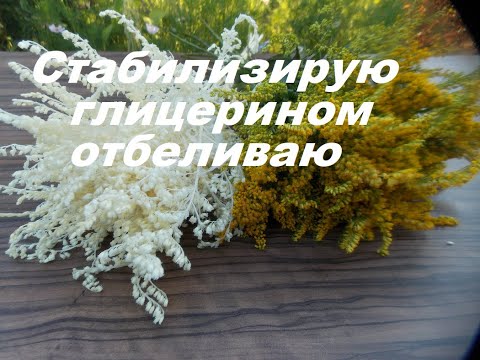 ЗОЛОТАРНИК. Хорош для цветников и букетов.