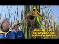 Terharu sekali.. Kami Nemuin banyak sarang burung arsitek disini  ☺️