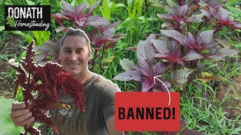 Harvesting Amaranth with no Specialized Equipment, The Ancient Grain Banned by Conquistadors