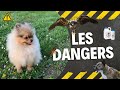  quels sont les dangers pour un spitz nain     100 pomeranian