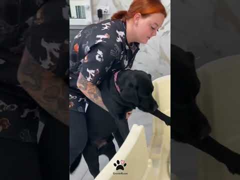 Video: Labrador Retrievers: Čudovita družina Hišni ljubljenčki in družabniki