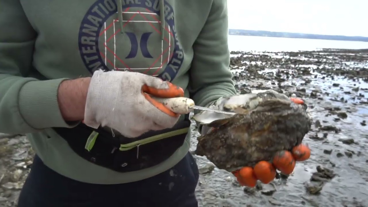 Harvest Clams & Oyster on the Beach with RogersOutdoorChannel