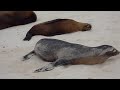 Sea lion colony on Floreana island, Galapagos