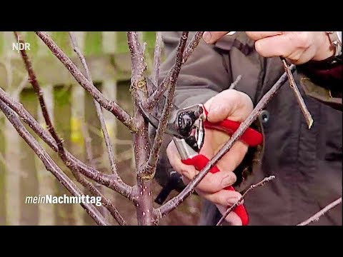 Video: Kirschpflaumenschnitt: Wie Schneidet Man Im Frühjahr Und Herbst Richtig? Kronenformungsschemata Für Anfänger Eines Jungen Und 3-jährigen Baumes