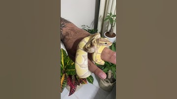 محبوب ترین مورف مار بال پیتون #burmesepython #ballpython #پایتون #reptiles #مار #python #animals