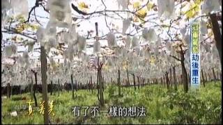 台灣真善美-苗栗卓蘭松原農庄劉坤松冠軍葡萄 