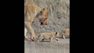 Cute baby lion 3