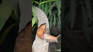 Snails make babies fall off their backs. #highlights #snail #nature#viralvideo #subscribe#shortvideo