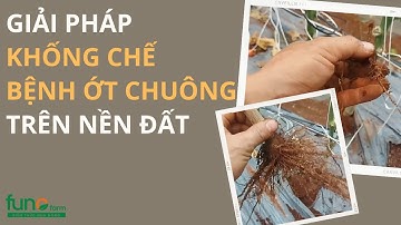 Giải pháp khống chế bệnh ớt chuông trên nền đất - FUNOFARM