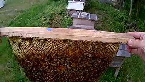 Top bar hive swarm prevention. Making a split