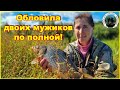 Алёнка порвала нас по полной! Ловля дикого сазана и карася на реке.