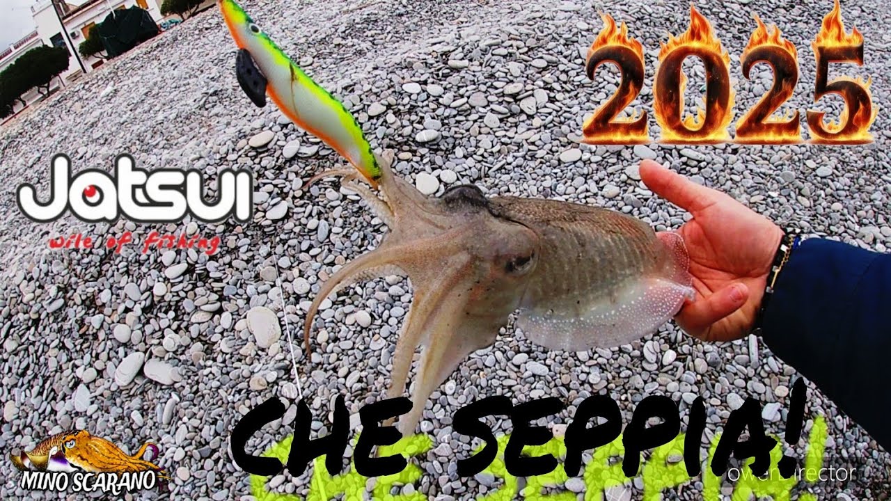 PRIME SEPPIE DI STAGIONE | Eging Seppia Alto Ionio Calabrese | 