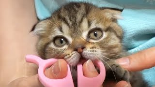 Trim Your Kittens' Claws!