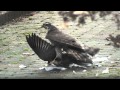 Sparrowhawk caught pigeon in garden *HD*