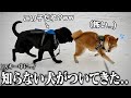 【衝撃】初めてのスキー中に知らない大型犬に乱入されてガチ焦りする柴犬こまちゃん。「どこから来たの?」【和風総分家】
