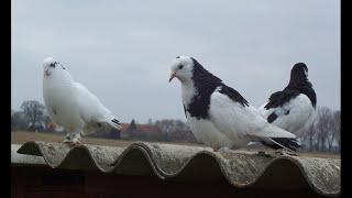 Výchova A Výcvik Akrobatických Holubů 29